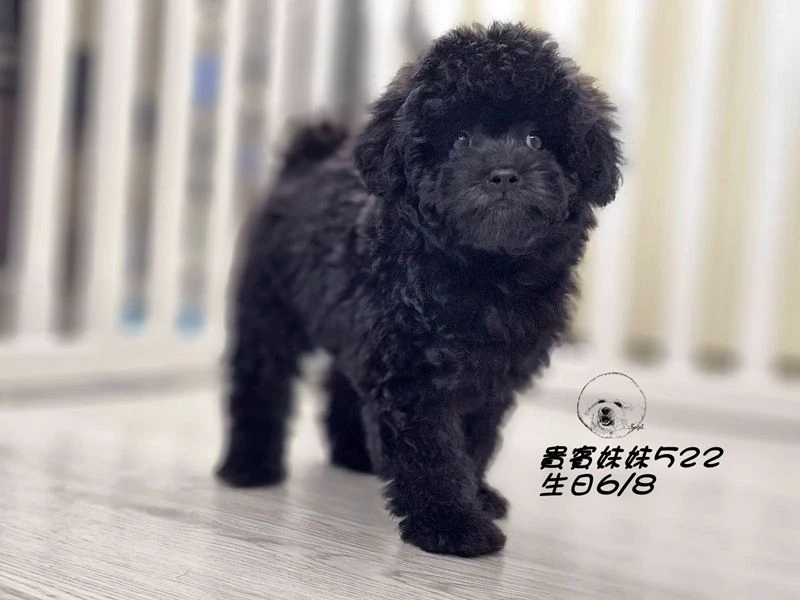 短吻 大眼 爆毛 黑貴賓妹妹522