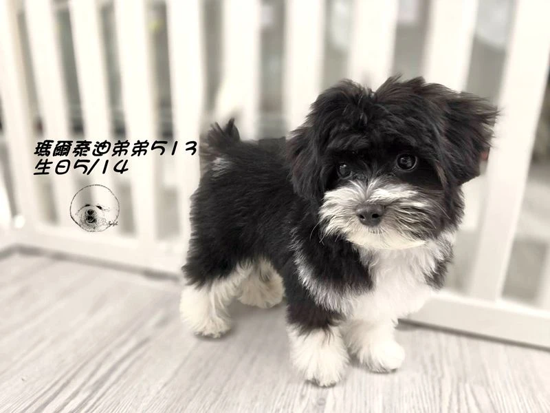 黑白花瑪爾泰迪 大眼 短腿 短吻 爆毛 弟弟513(已預定)