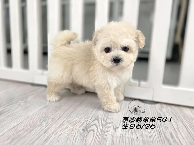 奶白泰迪熊 大眼 短吻 短腿 爆毛 弟弟541
