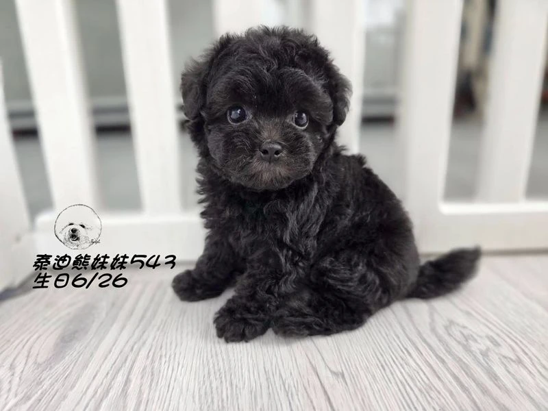 泰迪熊 短吻 短腿 大眼 爆毛 灰色妹妹543