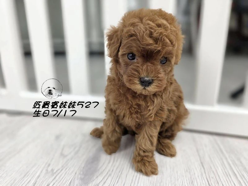 ?短吻 爆毛 紅貴賓妹妹527