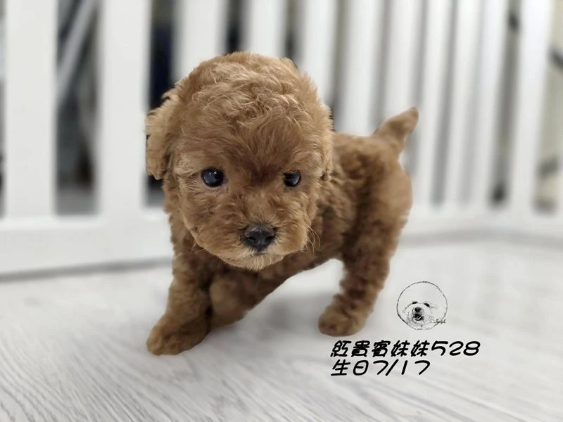 短吻 爆毛 紅貴賓妹妹528
