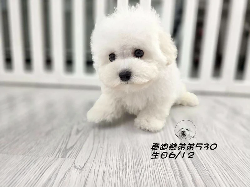 白泰迪熊 大眼 短吻 短腿 爆毛 弟弟530