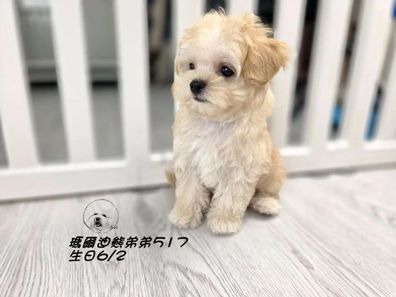 奶油瑪爾泰迪 短吻 短腿 爆毛 弟弟517