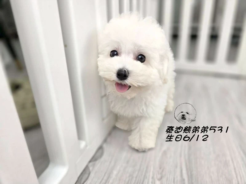 白泰迪熊 短吻 短腿 爆毛 弟弟531