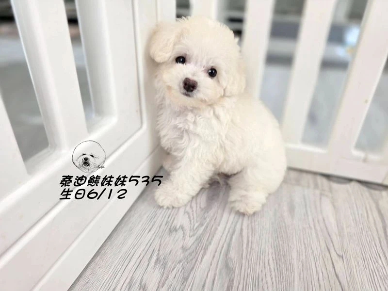奶白泰迪熊 大眼 短吻 爆毛 妹妹535