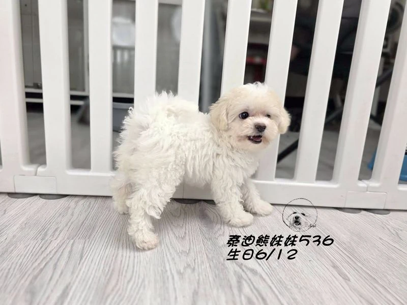 奶油花泰迪熊 大眼 短吻  爆毛 妹妹536