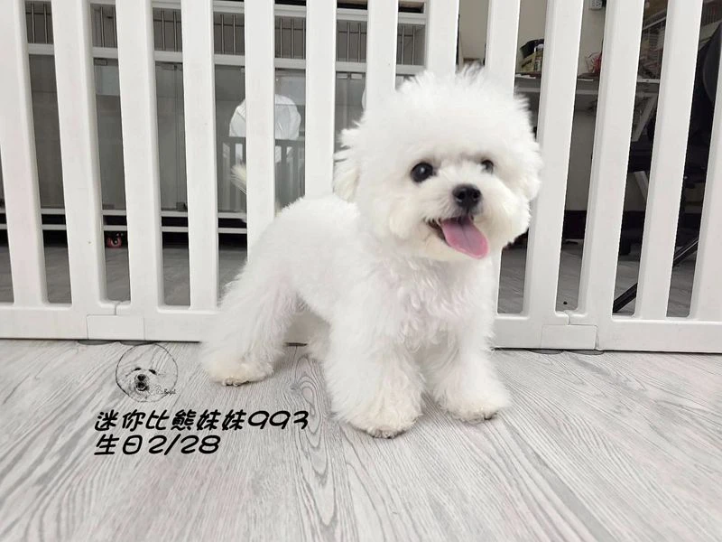 迷你型 短腿 短吻 爆毛 大眼 比熊妹妹993
