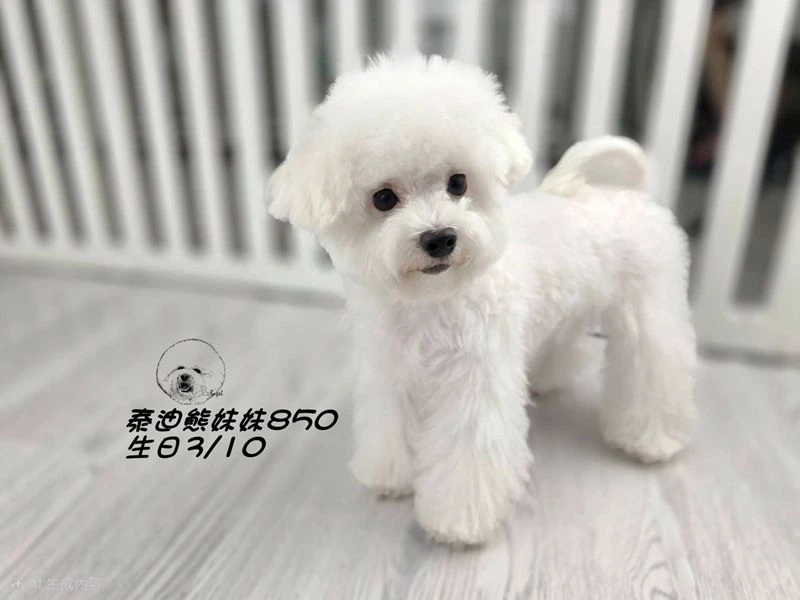 泰迪熊 短吻 白妹妹850