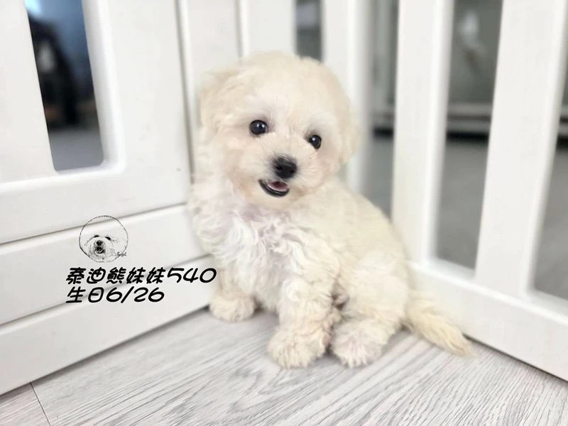 奶白泰迪熊 大眼   爆毛 妹妹540