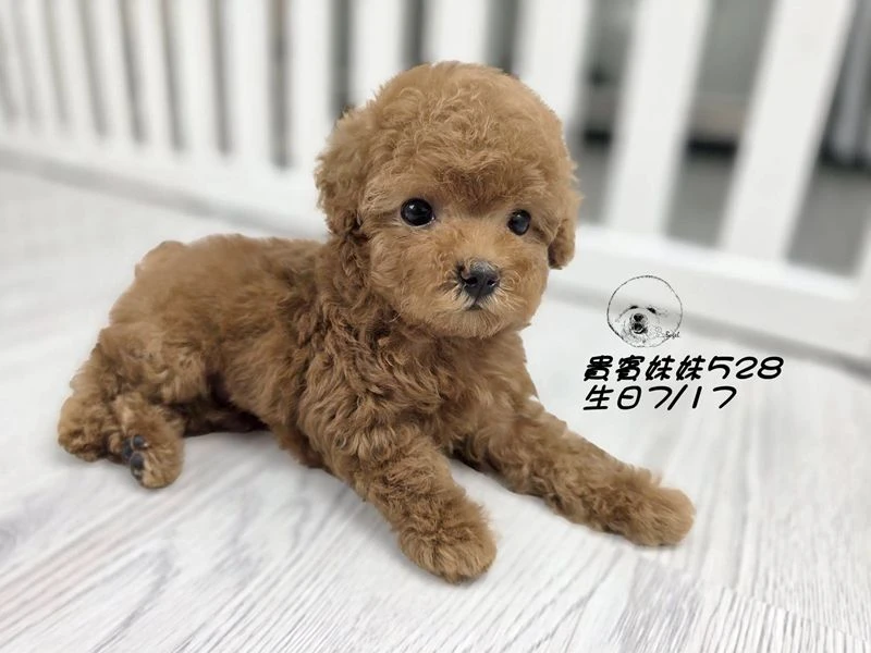 短吻 爆毛 紅貴賓妹妹528(已回家)