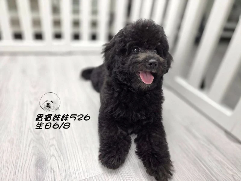 爆毛 黑貴賓妹妹526