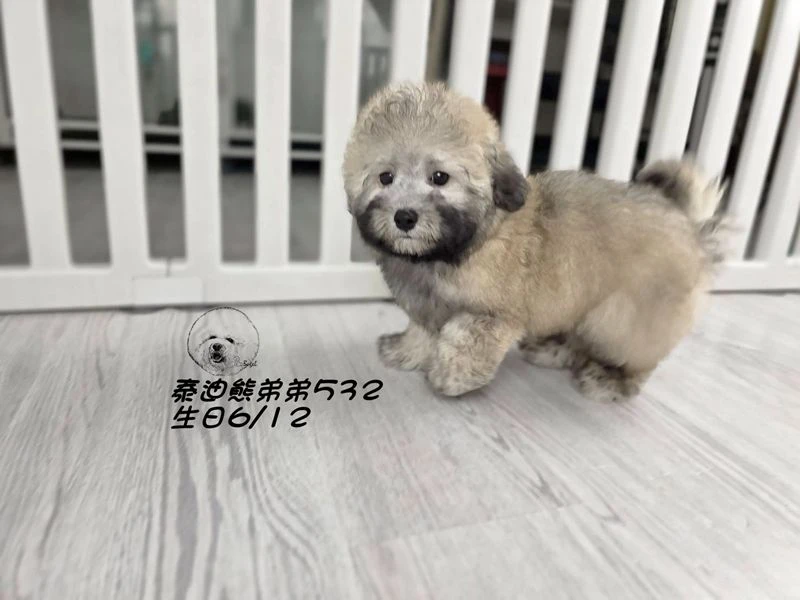 香檳灰 泰迪熊 短吻 短腿 爆毛 弟弟532(已回家)