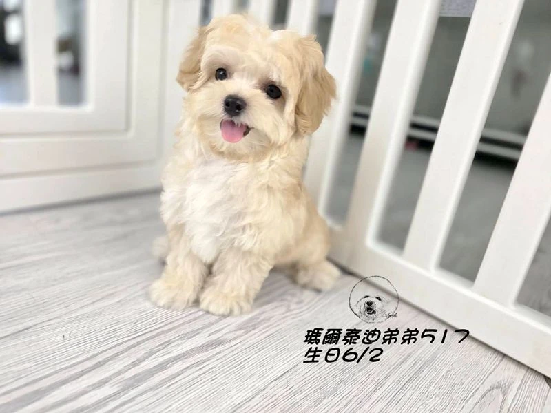 奶油瑪爾泰迪 短吻 短腿 爆毛 弟弟517(已回家)