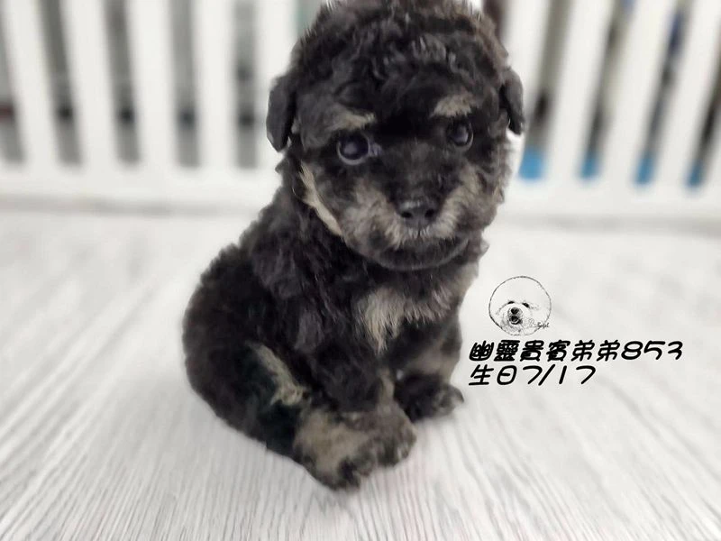 爆毛 幽靈貴賓弟弟853