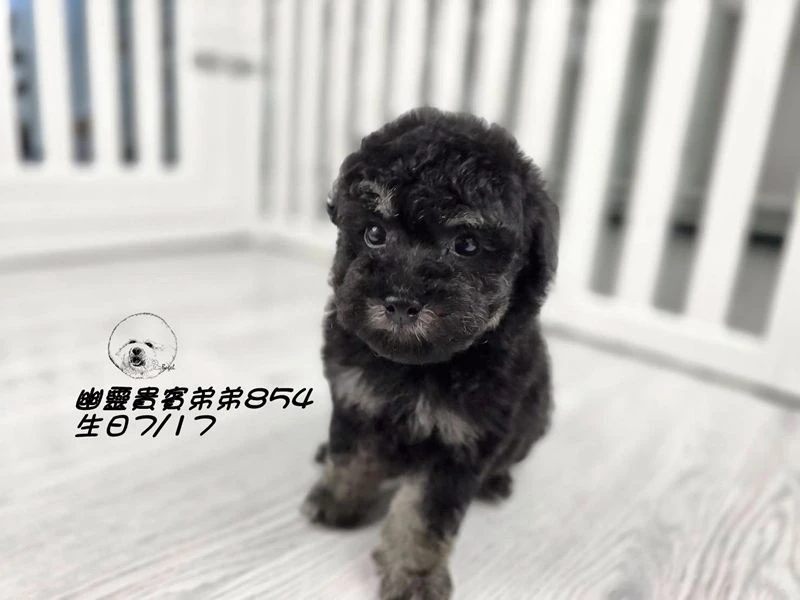 ?爆毛 幽靈貴賓弟弟854
