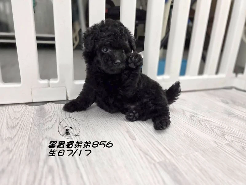 爆毛 黑貴賓弟弟856