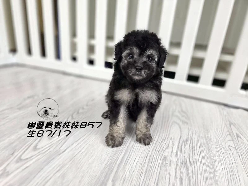 ?爆毛 幽靈貴賓妹妹857(厚道)