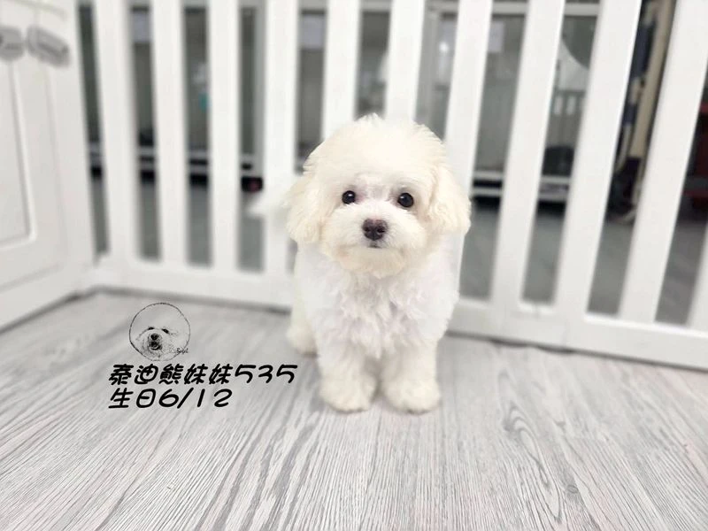 奶白泰迪熊 妹妹535