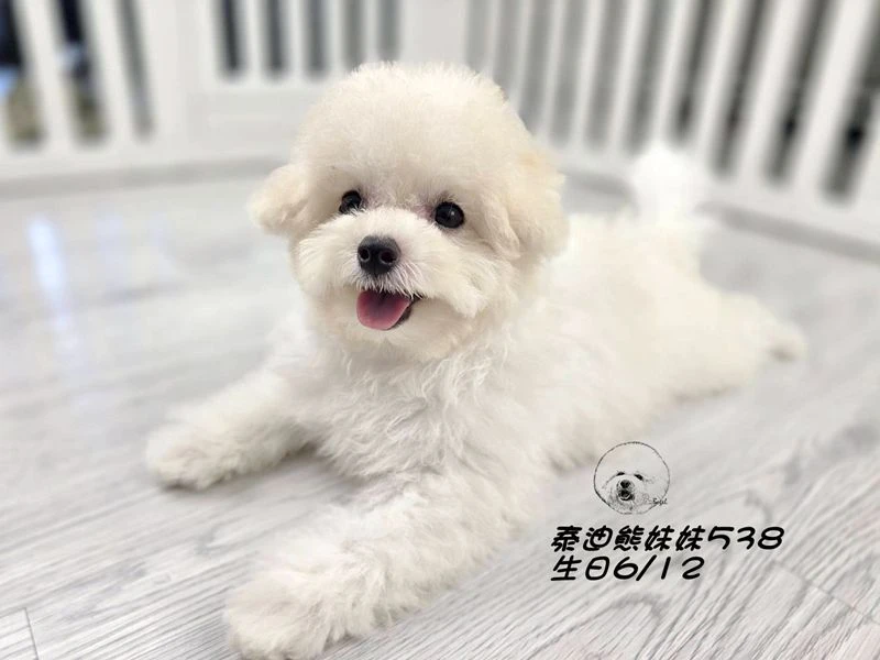 奶白泰迪熊 大眼 短吻 短腿 妹妹538