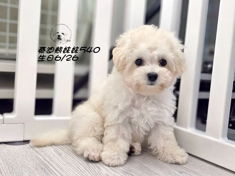 奶白泰迪熊 妹妹540