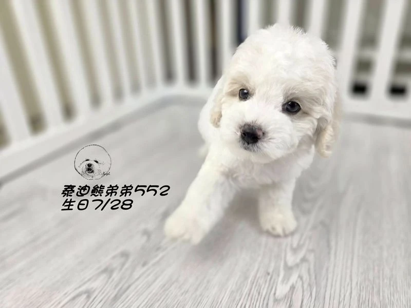 奶白花 泰迪熊 爆毛 弟弟552