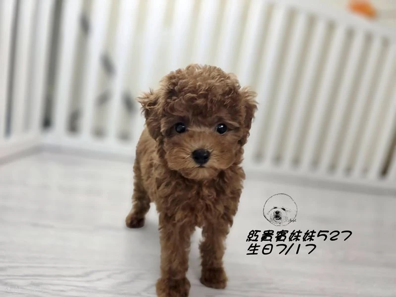 紅貴賓妹妹527