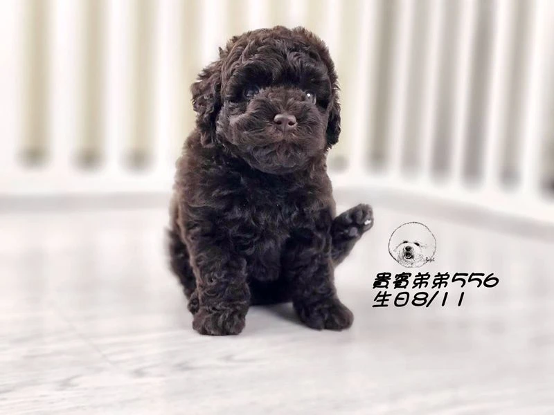 ?爆毛 大眼 巧克力貴賓 弟弟556