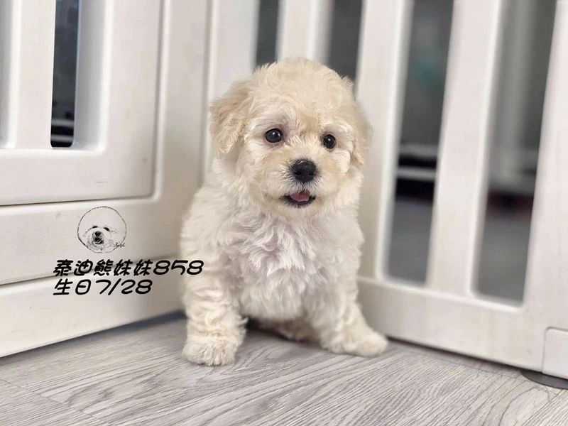 奶白泰迪熊 大眼 爆毛 妹妹858