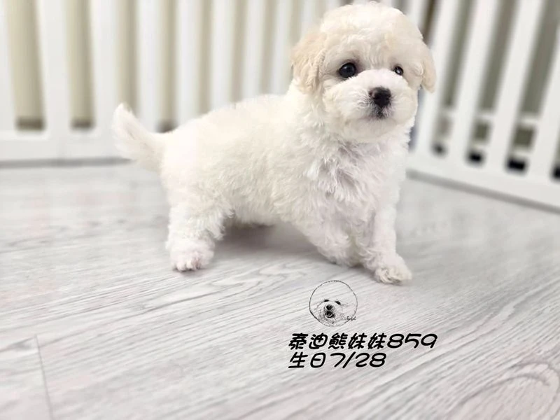 奶白泰迪熊 大眼 爆毛 妹妹859