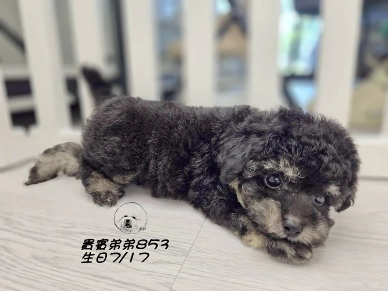 爆毛 大眼 幽靈貴賓弟弟853