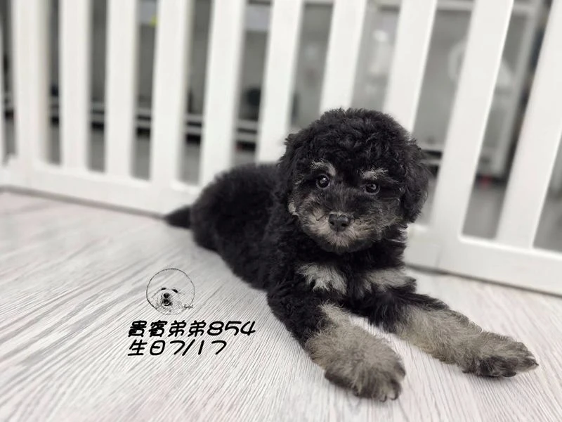 爆毛 大眼 幽靈貴賓弟弟854