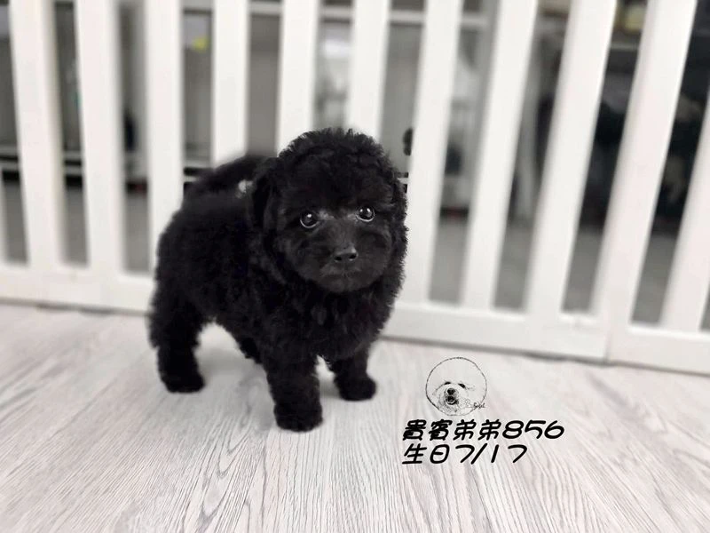 爆毛 巧克力灰貴賓弟弟856