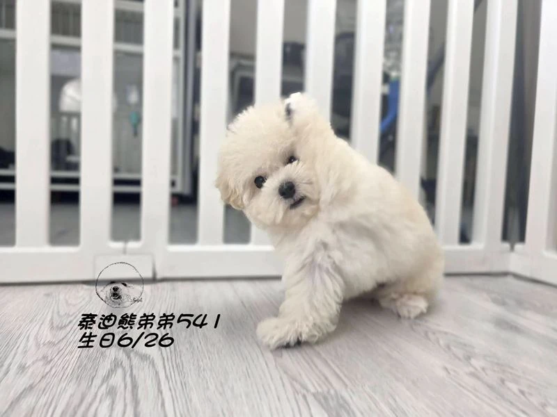 奶白泰迪熊 大眼 短吻 短腿 爆毛 弟弟541