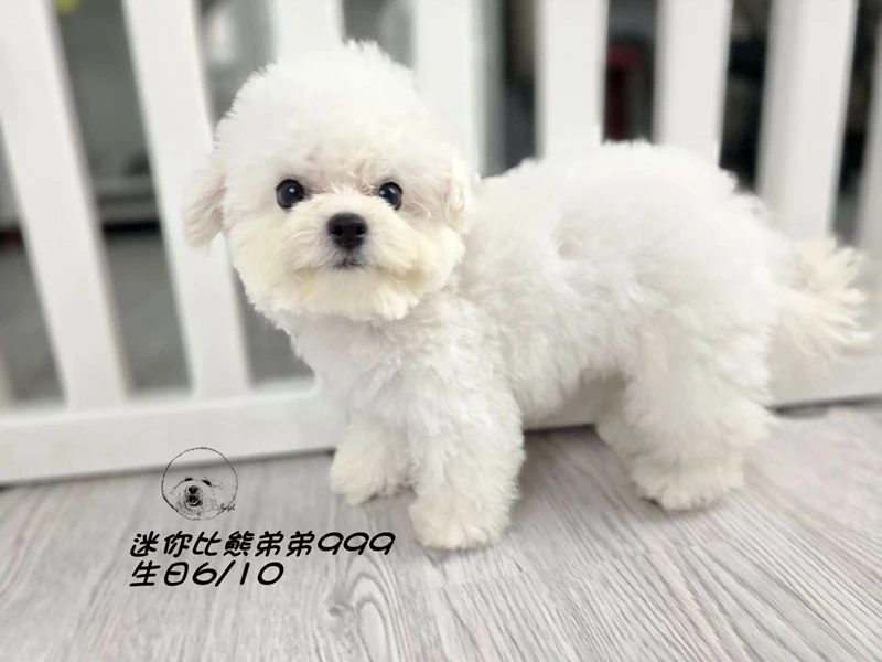 韓版迷你型 短腿 短吻 爆毛 大眼 比熊弟弟999