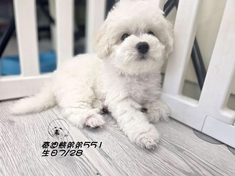 奶白花 泰迪熊 爆毛 弟弟551