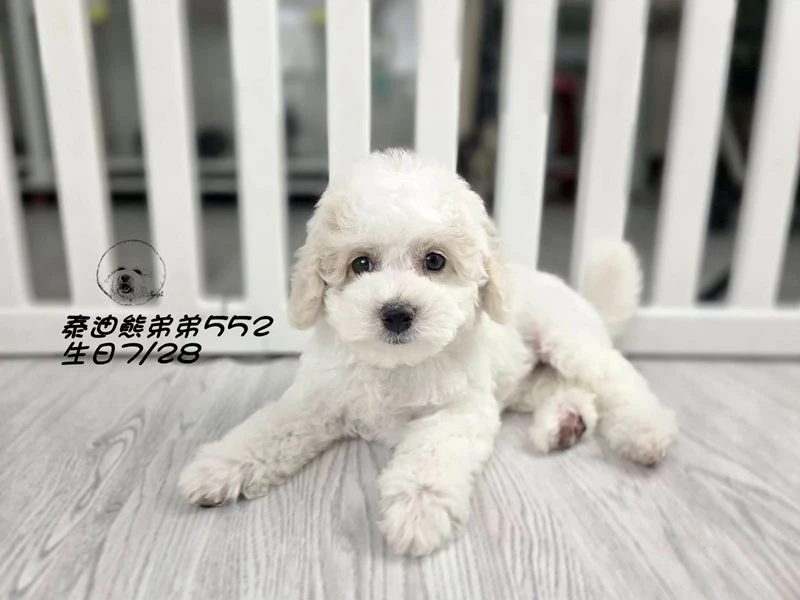 奶白花 泰迪熊 爆毛 弟弟552