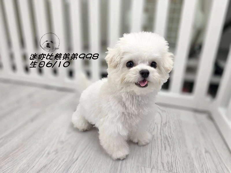 韓版迷你型 短腿 短吻 爆毛 大眼 比熊弟弟998