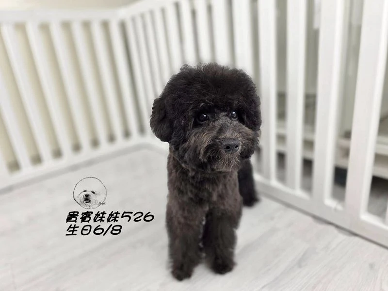 爆毛 黑貴賓妹妹526