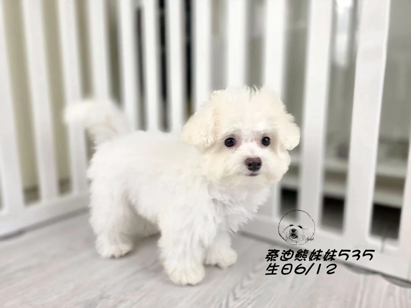 奶白泰迪熊 妹妹535(已預定)