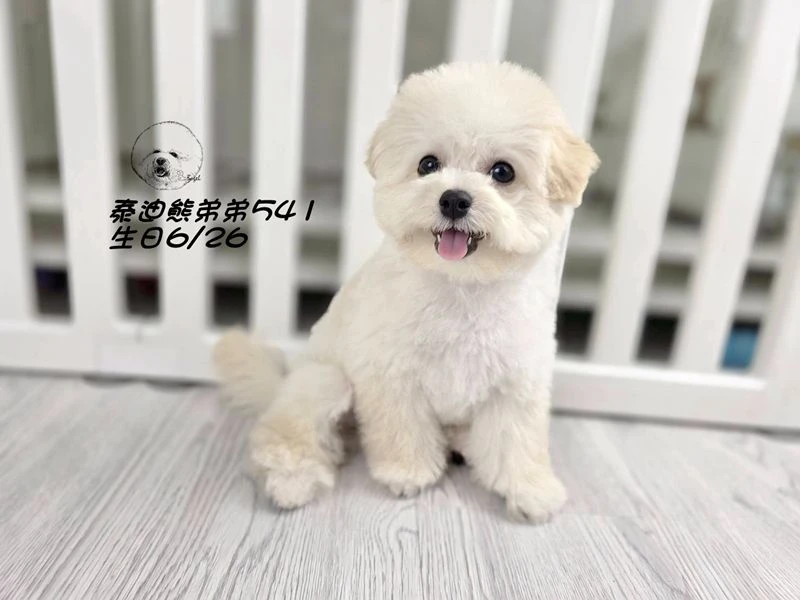 奶白泰迪熊 大眼 短吻 短腿 爆毛 弟弟541