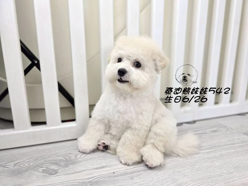奶白泰迪熊 大眼 短吻 短腿 爆毛 妹妹542