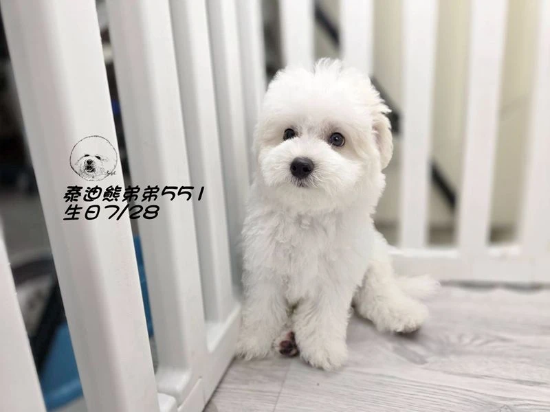 奶白花 泰迪熊 爆毛 弟弟551