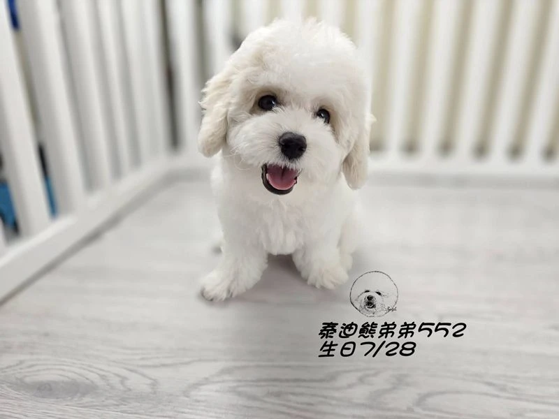 奶白花 泰迪熊 爆毛 弟弟552