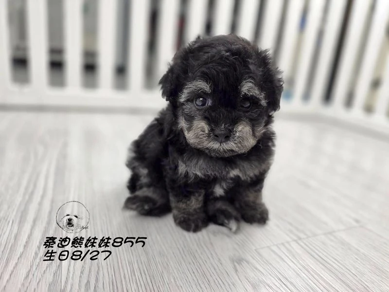 幽靈花泰迪熊 短腿 大眼 妹妹855