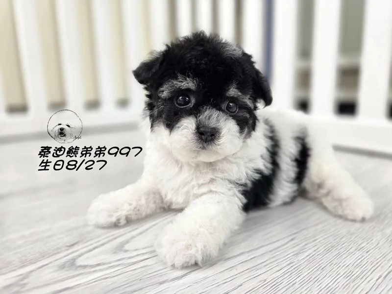 黑白花泰迪熊 短腿 大眼 弟弟997