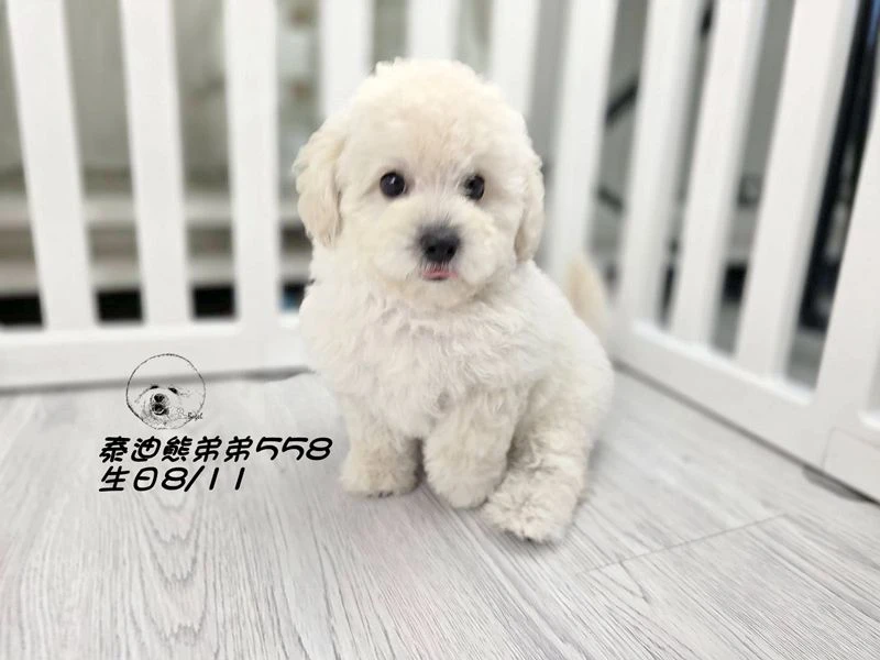 泰迪熊 短腿 大眼 爆毛 奶白色弟弟558