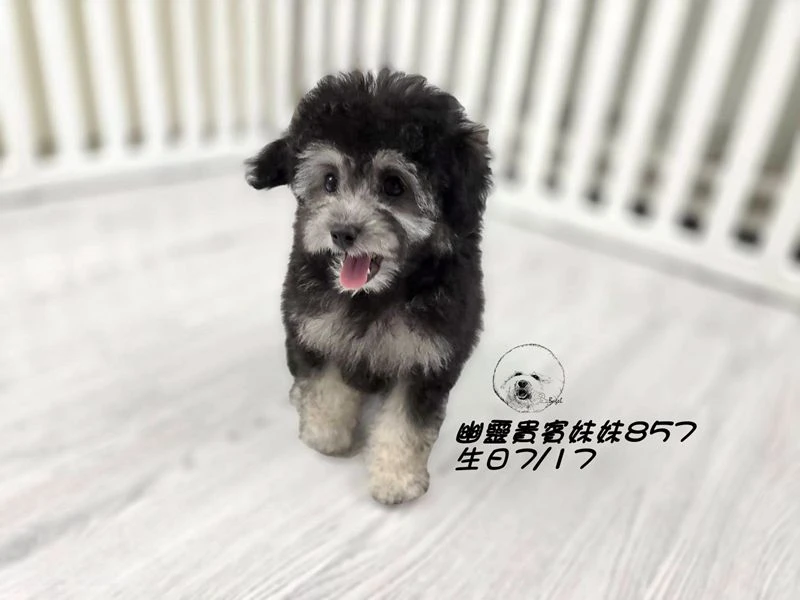 灰幽靈貴賓妹妹857(輕微厚道)