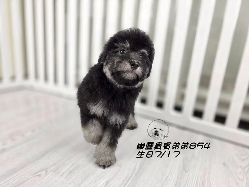 爆毛 大眼 灰幽靈貴賓弟弟854