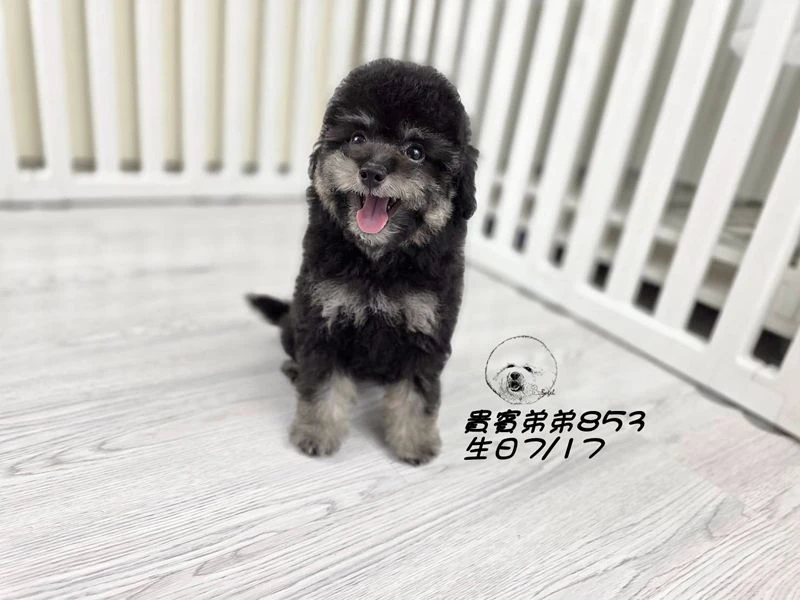 爆毛 大眼 灰幽靈貴賓弟弟853